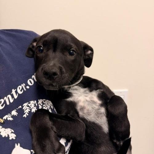 Pet Image