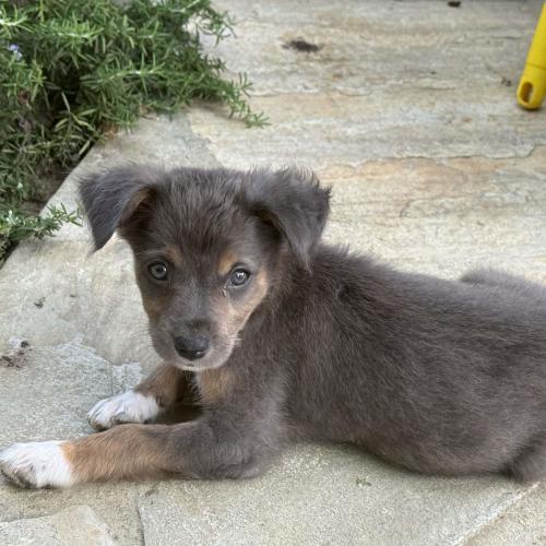 Pet Image