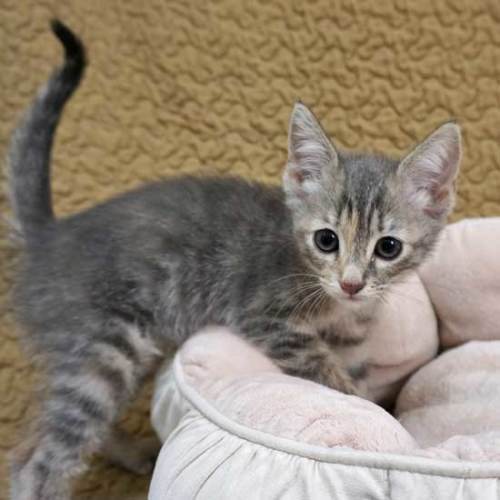 Cat & Kittens for Adoption in San Diego | Helen Woodward ...