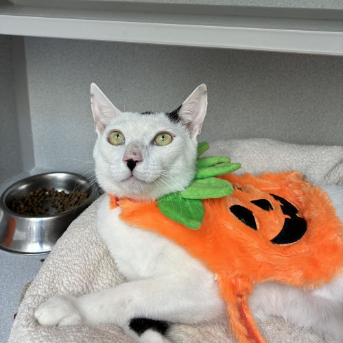 Pet Image