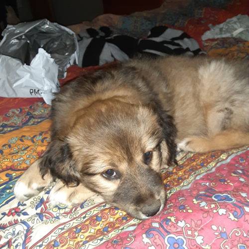 Where to Find Adoptable Dogs: Discover Top Places