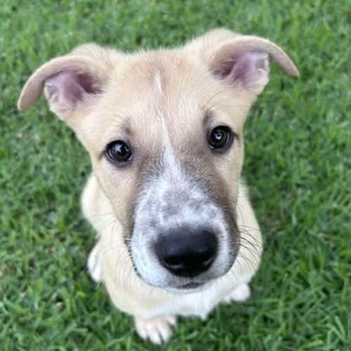 Pet Image