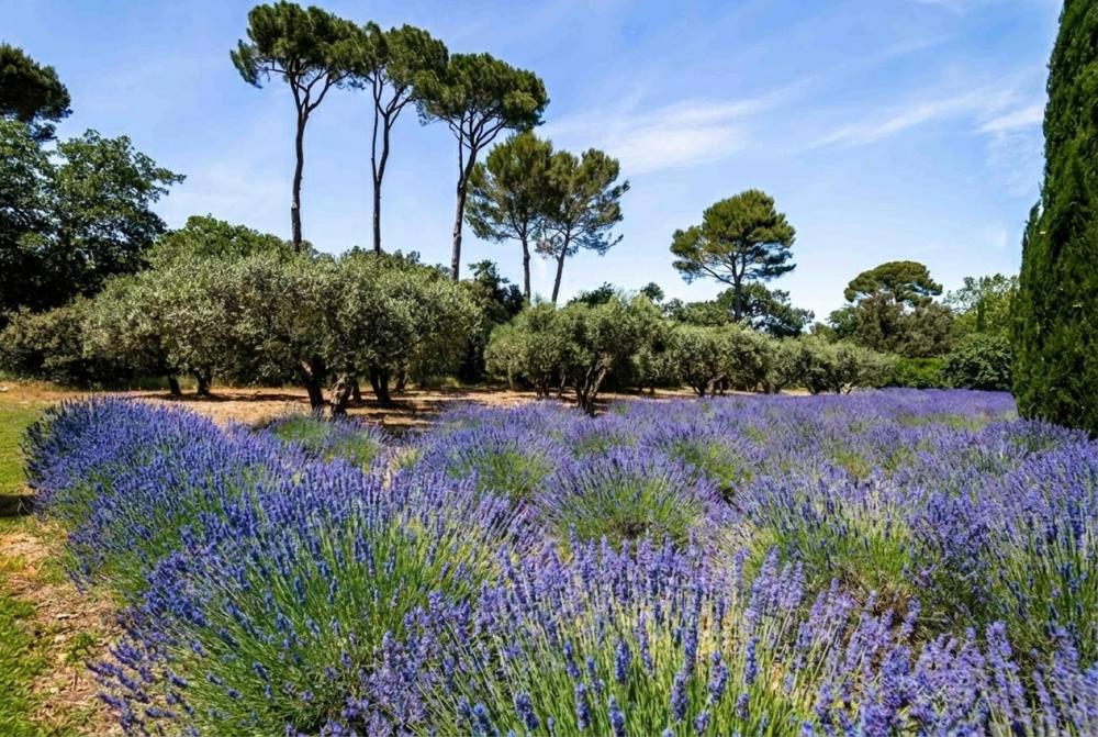 Photographs of Domaine de Beau-Fleurs villa in Provence - Image 4 of 45