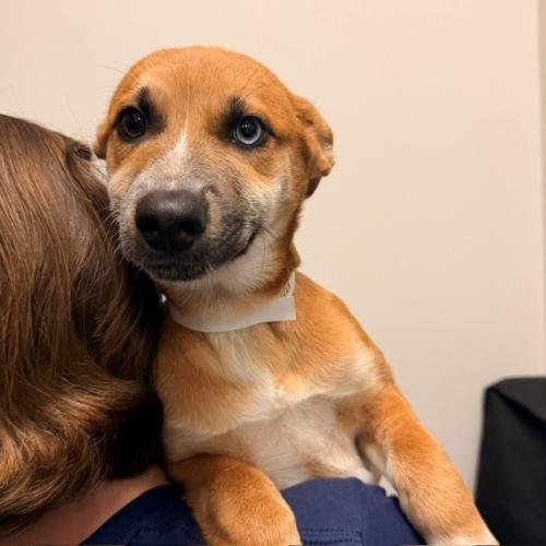 Pet Image