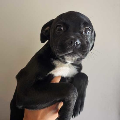 Pet Image