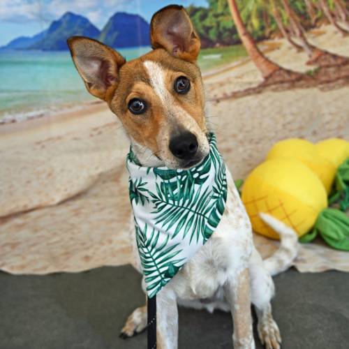Pet Image