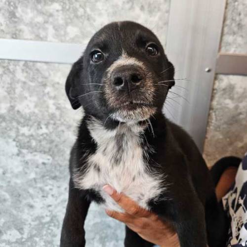 dogs and puppies for adoption near me